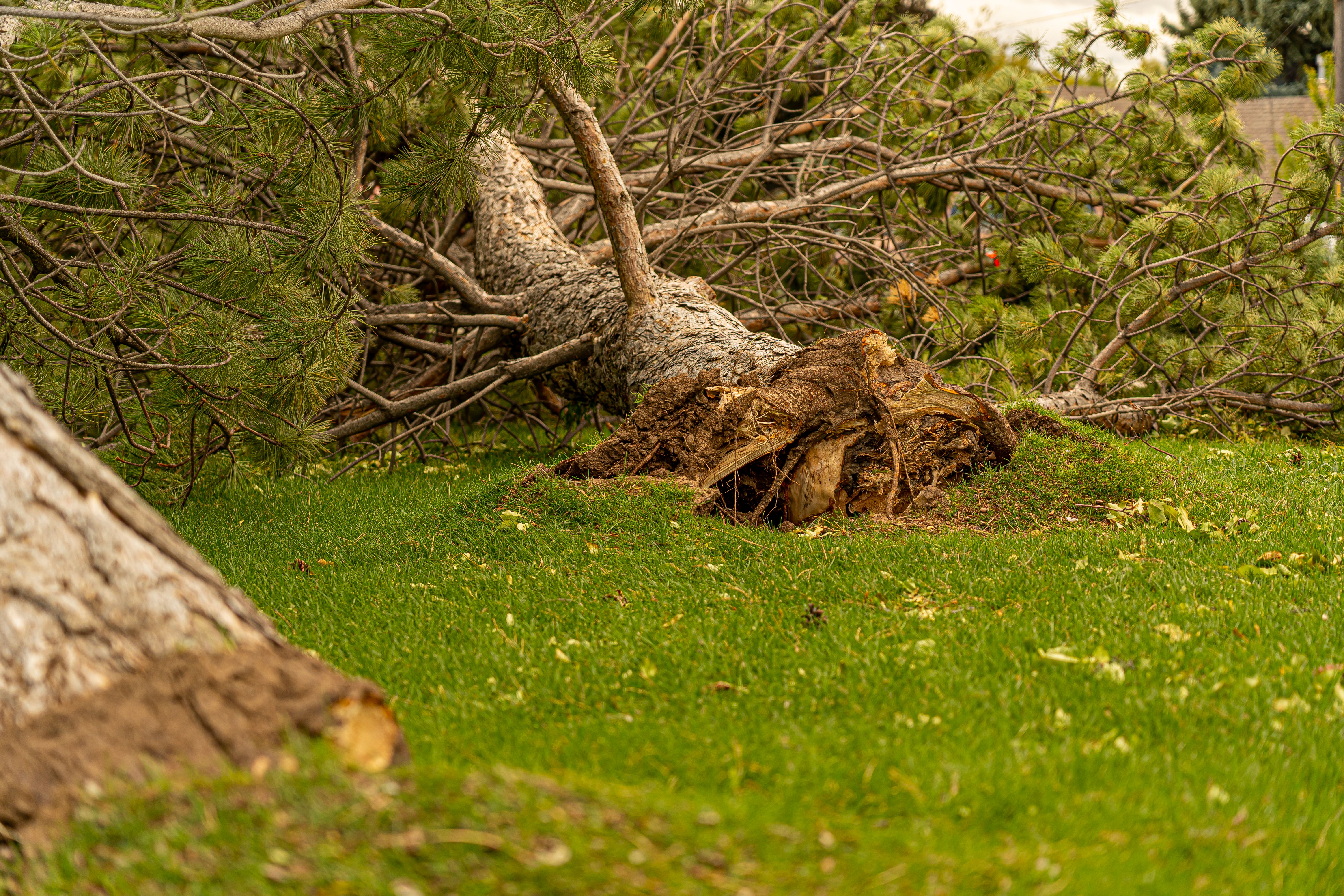 Emergency tree removal Romeoville IL