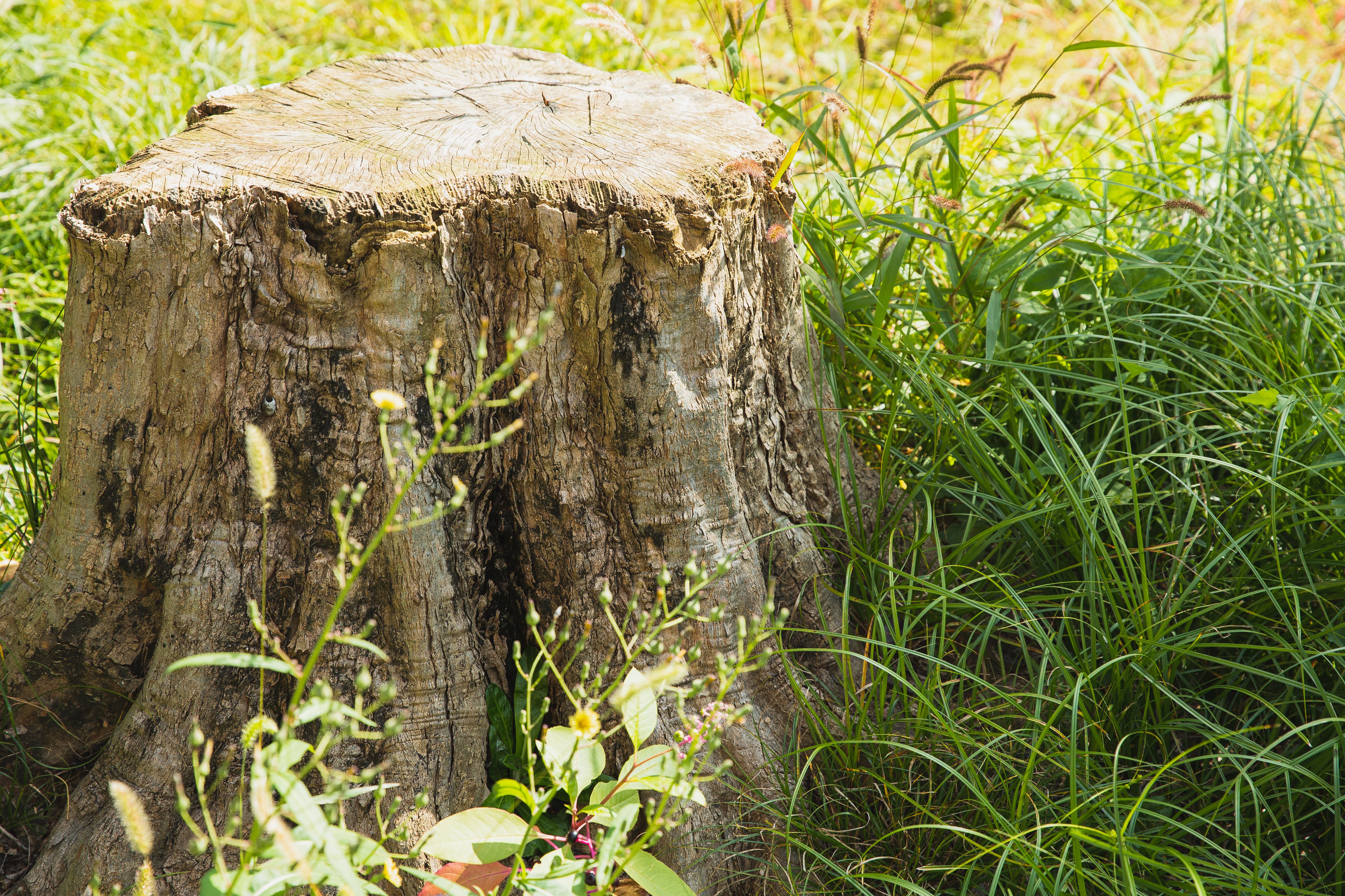 Stump grinding Romeoville IL