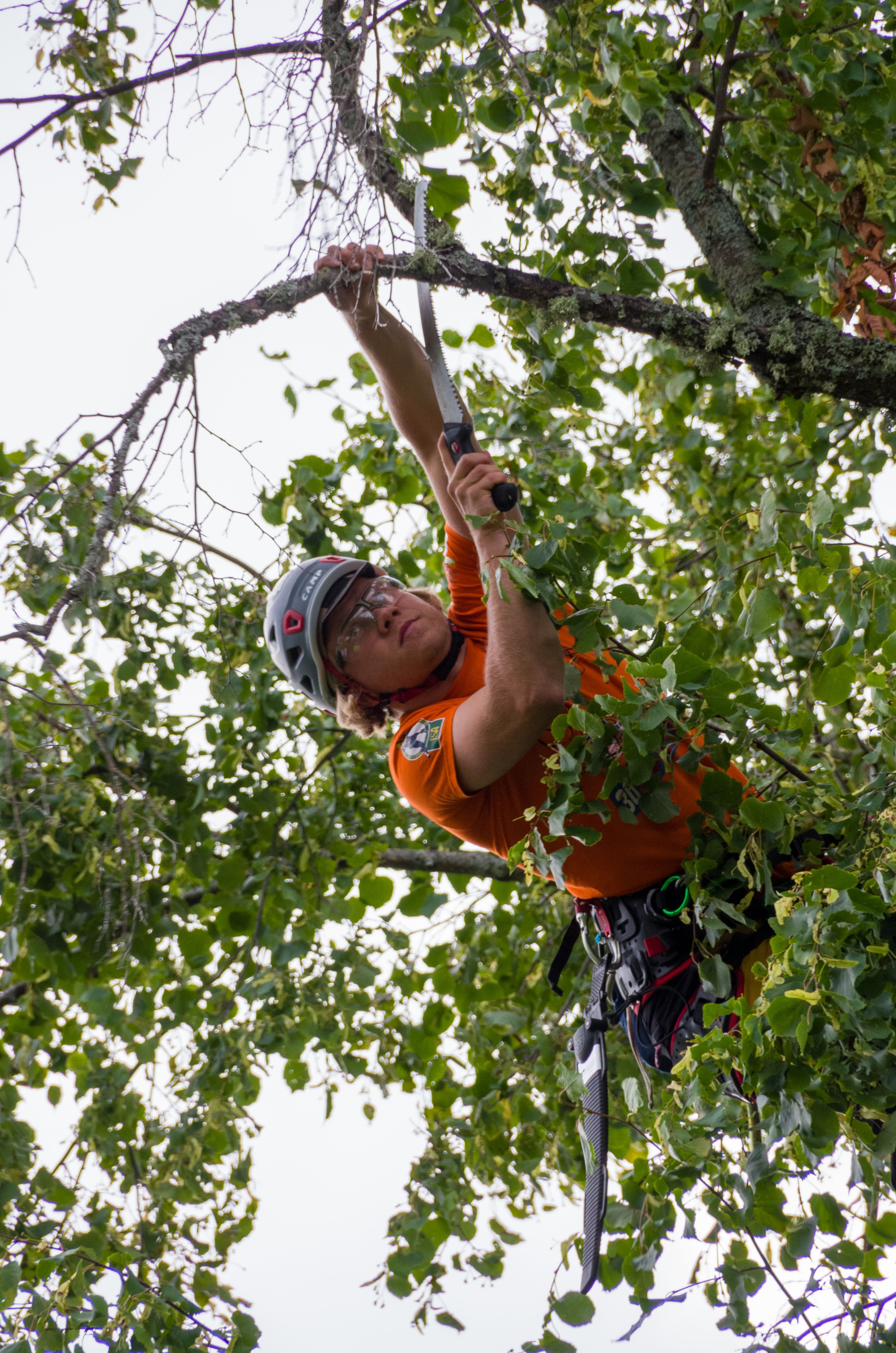 Tree trimming Romeoville IL